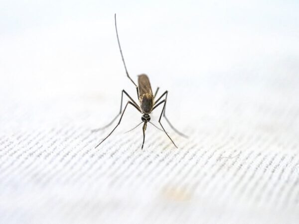 Malaria Prevention