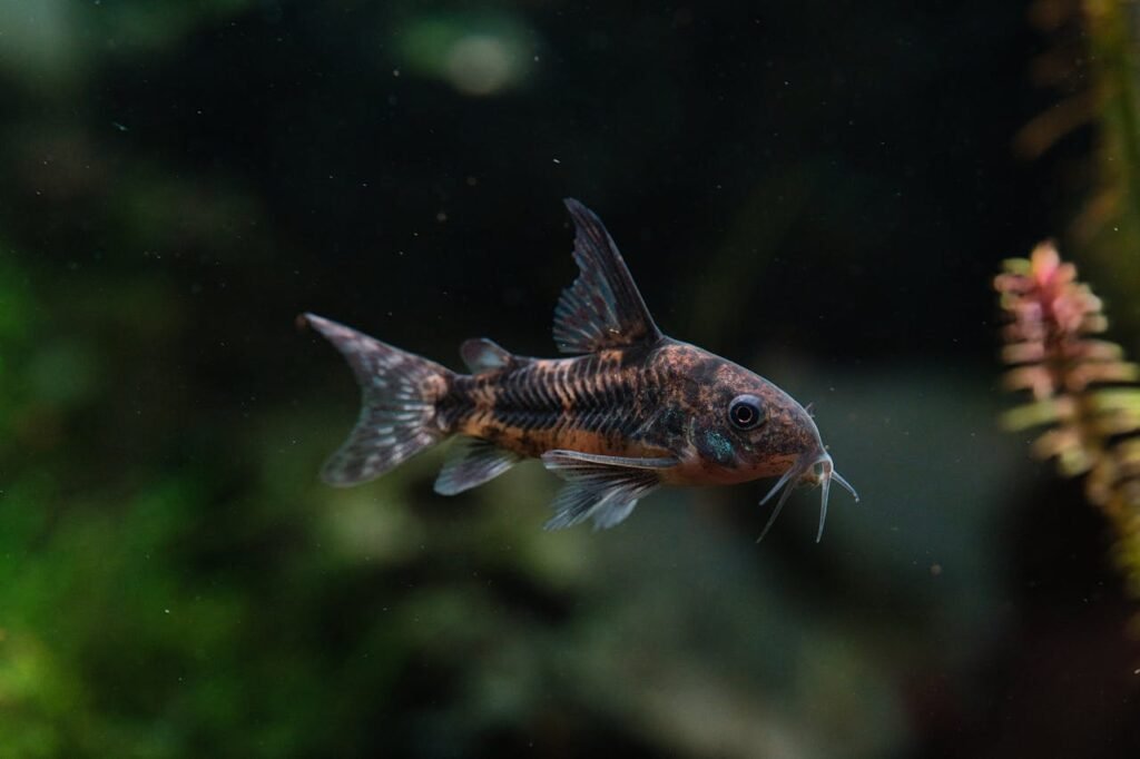 Tampa Aquarium Jobs
